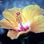 Fiore0600 