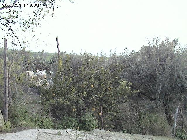 Ciminna_C31 